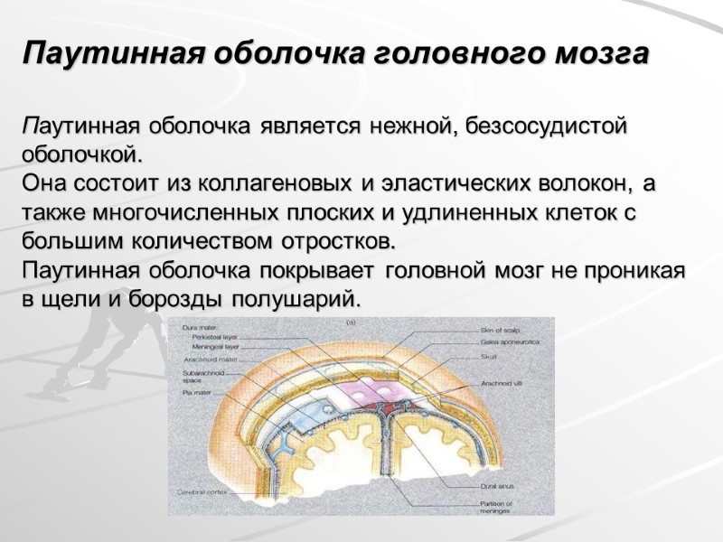 Паутинная оболочка головного мозга  Паутинная оболочка является нежной, безсосудистой оболочкой. Она состоит из